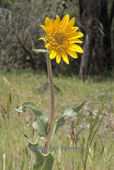 wyethia angustifolia 3 graphic